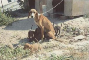 Ηράκλειο Κρήτης: Μήνυσε τον γείτονα επειδή τον κατήγγειλε για την κακοποίηση των σκυλιών